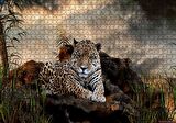 Cakapuzzle  Kayalıklarda Jaguar Kara Bulutlar Görseli Puzzle Yapboz MDF Ahşap
