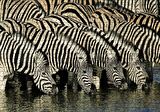 Cakapuzzle  Su İçen Zebra Sürüsü Görseli Puzzle Yapboz MDF Ahşap