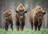 Cakapuzzle  Bieszczady Bizonu Görseli Puzzle Yapboz MDF Ahşap