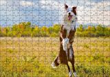 Cakapuzzle Sarı Çayırda Zıplayan Kahverengi Beyaz Köpek Puzzle Yapboz MDF Ahşap