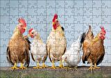 Cakapuzzle Duvarın Üstünde Kahverengi Beyaz Tavuklar Puzzle Yapboz MDF Ahşap