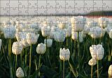 Cakapuzzle Gündoğumunda Beyaz Laleler Puzzle Yapboz MDF Ahşap