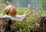 Cakapuzzle Kütükten Otların Üzerine İnen Salyangoz Puzzle Yapboz MDF Ahşap