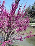 2 Adet Erguvan Fidanı | Cercis Siliquastrum | Muhteşem Mor Çiçekli Gösterişli Süs Ağacı