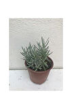 Angustifolia Aromatik Kokulu Lavanta Fidanı 1 Adet