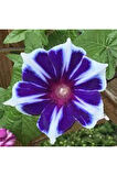 10 Adet Tohum Ipomea Purpurea Çiçeği Tohumu