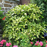 Akuba Japon Defne Fidanı - Aucuba Japonica | Gölge Alanlar İçin İdeal Fidan 35-45 cm boylarda 1-2 yaş arası tüplü