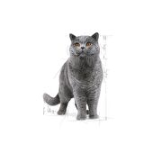Royal Canin British Shorthair için Yaş Kedi Maması 85g
