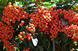 "Sağlıklı ve Canlı Ateş Dikeni (Pyracantha) - Kolay Yetişen ve Dayanıklı"