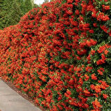 "Sağlıklı ve Canlı Ateş Dikeni (Pyracantha) - Kolay Yetişen ve Dayanıklı"