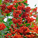 "Sağlıklı ve Canlı Ateş Dikeni (Pyracantha) - Kolay Yetişen ve Dayanıklı"