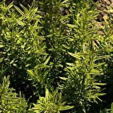 "1-2 Yaşında Biberiye Fidanı - Sağlıklı ve Hızlı Büyüyen Aromatik Bitki"1 adet