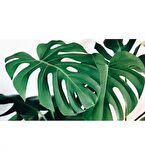 Deve Tabanı Bitkisi Ithal 50-70 Cm Monstera Deliciosa (Dekoratif Beyaz Saksılı)