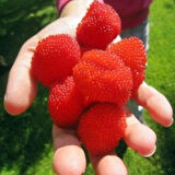 1 Adet Bahçenize Tatlı Dokunuş - Çilek Ahududu Fidanı (Rubus illecebrosus)1 yaş 