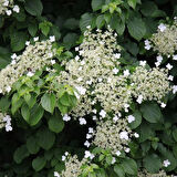 "Tüplü Sarmaşık Ortanca Gülü (Hydrangea petiolaris) - Bahçenize Zarafet ve Güzellik Katın