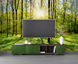 Doğa, Orman ve Ağaç Duvar Kağıdı