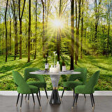 Doğa, Orman ve Ağaç Duvar Kağıdı