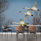 Leylek Göç Manzaralı Duvar Kağıdı