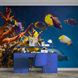 Denizaltı Sarı Japon Balığı Manzaralı Duvar Kağıdı