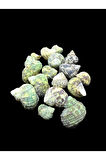Deniz Kabukları 100 Gr NO-19-BRUNEUS