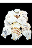 Deniz Kabukları 100 Gr NO-5-PECTENMASTARENSİS