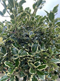 Alacalı Çoban Püskülü (Ilex aquifolium) Fidanı Dekoratif ve Dört Mevsim Yeşil 1-2 yaş arası saksılı