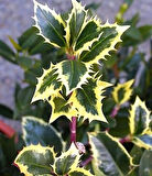 Alacalı Çoban Püskülü (Ilex aquifolium) Fidanı Dekoratif ve Dört Mevsim Yeşil 1-2 yaş arası saksılı