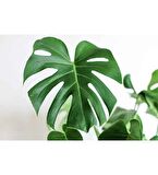 Deve Tabanı Bitkisi - Monstera Deliciosa-ithal 60-70 Cm