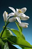 Beyaz renkli Arap Yasemin Fidanı saksılı [Rhyncospermum jasminoides]