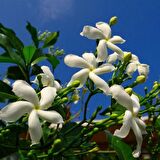 Beyaz renkli Arap Yasemin Fidanı saksılı [Rhyncospermum jasminoides]
