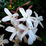 Beyaz renkli Arap Yasemin Fidanı saksılı [Rhyncospermum jasminoides]