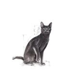 Royal Canin Sterilised37 Kısırlaştırılmış Kediler için Kuru Kedi Maması 15kg