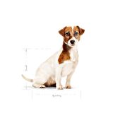 Royal Canin  8 Yaş ve Üzeri Küçük Irklar için Kuru Köpek Maması 2Kg
