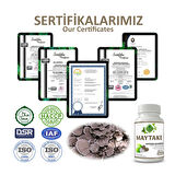 Maytake Kapsül (MAİTAKE MUSHROOM CAPSULE)