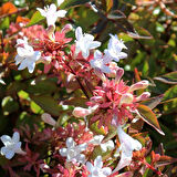 Abelia Grandiflora Fidanı - Beyaz-Pembe Çiçekli Abelya Çalı 1-2 yaş arası tüplü
