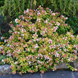 Abelia Grandiflora Fidanı - Beyaz-Pembe Çiçekli Abelya Çalı 1-2 yaş arası tüplü