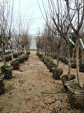 7 yaş saksılı yetişkin kayısı ağacı perfeck