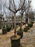 7 yaş saksılı şeftali ağacı cresthaven