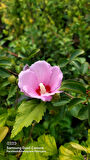 Ağaç Hatmi Hibiscus sinensis Tüplü Pembe 60 cm