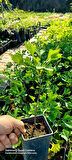 Ginkgo Biloba Mabet Ağacı 20 cm