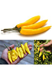 Tohumculuk Limon Damlası Acı Biber Tohumu (10 Tohum)