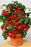Cherry Saksılık Domates Tohumu 10 Adet Tohum