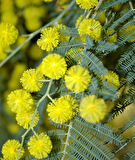 Sarı Mimoza Fidanı - Acacia dealbata - Güneş Sever Çalı Bitkisi - Bahçenize Renk Katın 2 yaş tüplü