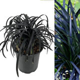 Siyah Osmanlı çimi [Ophiopogon Nigrescens] fidanı 1-2 yaş arası saksılı