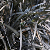 Siyah Osmanlı çimi [Ophiopogon Nigrescens] fidanı 1-2 yaş arası saksılı