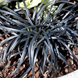 Siyah Osmanlı çimi [Ophiopogon Nigrescens] fidanı 1-2 yaş arası saksılı