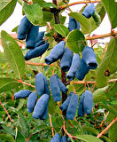 "1 Yaşında Bal yemiş (Myrica cerifera) Fidanı - Besleyici ve Aromatik Meyvelerle Bahçenizi Süsleyin"3 adet