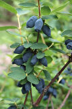 "1 Yaşında Bal yemiş (Myrica cerifera) Fidanı - Besleyici ve Aromatik Meyvelerle Bahçenizi Süsleyin"3 adet