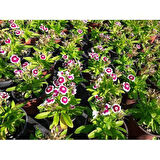 HÜSNÜ YUSUF ÇİÇEĞİ 20'li Set