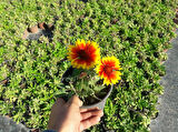 GAYRET ÇİÇEĞİ - Gaillardia Grandiflora 50'li Set
